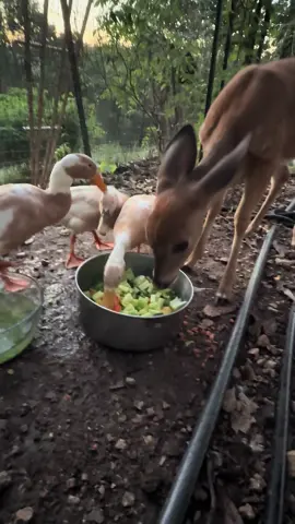 Benny and the ducks🎼🎶 #cute #funny #animals #ducks #natu 
