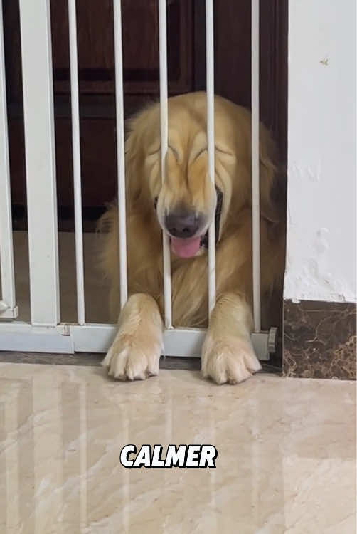 “Funny Golden Retriever.”#animals #tiktok #viral #foryou #cute #dog 