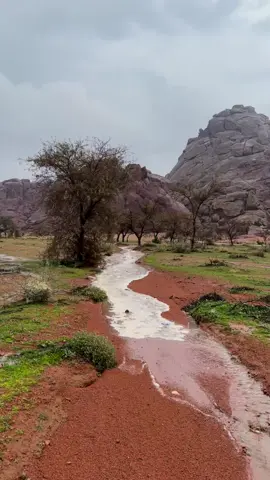 #حايل 