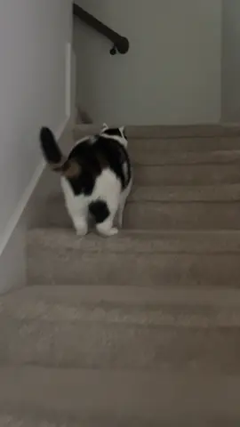It’s Okay, Jasmine #catsoftiktok #caturday 