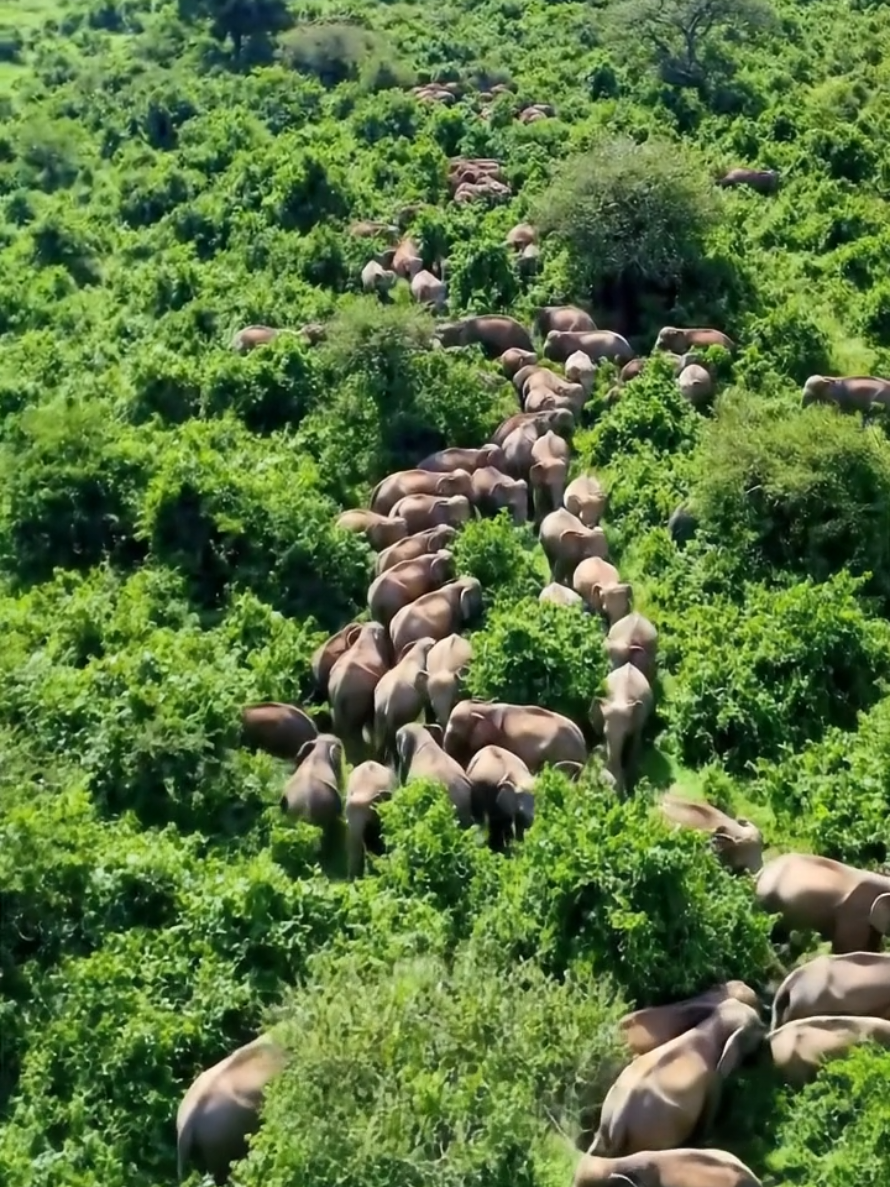 #Capcut #foryoupage #fyp #somalitiktok #animals ✌️ ♥️ 