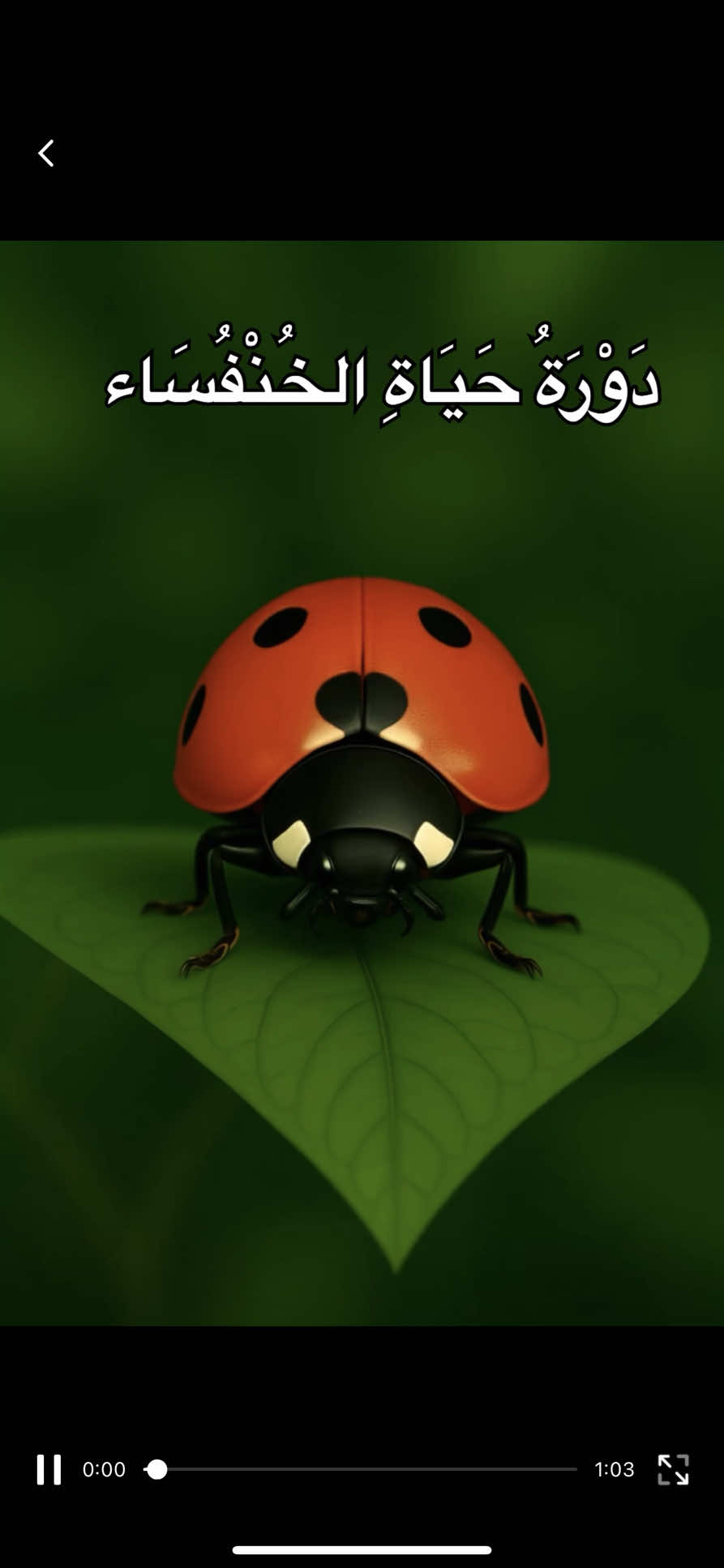 🐞 تعرّفوا على دورة حياة الخنفساء في قصة ممتعة للأطفال، من البيضة حتى تصبح خنفساء بالغة تطير في السماء! #قصص_أطفال #تعليم_أطفال #الخنفساء  #قصة_علمية #تعليم_مبسط 
