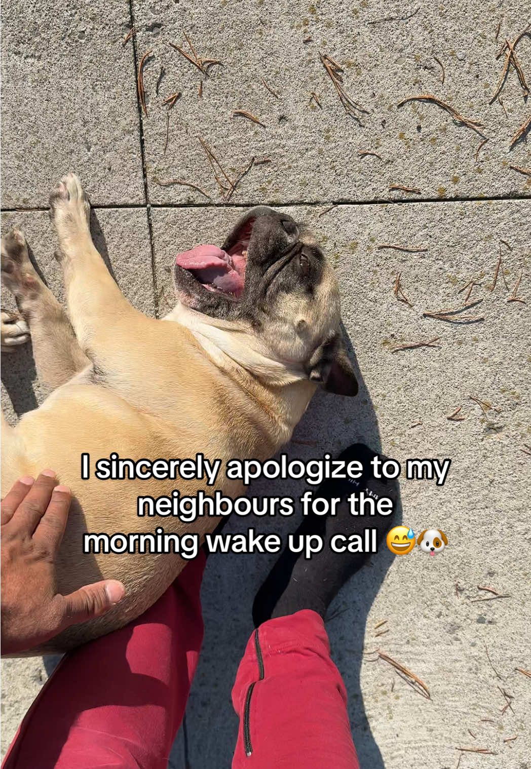 I sincerely apologize to my neighbours for the  morning wake up call 😅🐶 Have a lovely weekend everyone ❤️❤️ #frenchbulldog #happydog #funnydog #puppy #talkingdog 