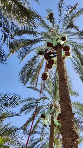 #طولقة_بسكرة07❤️🌴🌴 