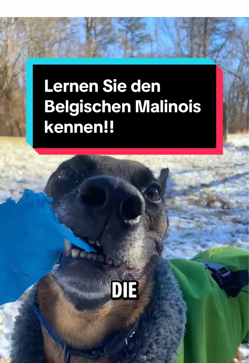 Lernen Sie den Belgischen Malinois kennen!! #belgamalinois #malinoisoftiktok #malinoisoftiktok #tier #tiere   