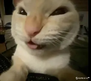 nhìn ngáo ghê