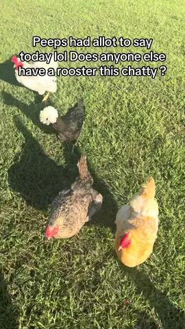 My rooster peeps chats all day he gets especially excited when he was gets his Priol grubs and snacks for the girls  . #chickens #proilgrubs #grubs #chickencoop #farming