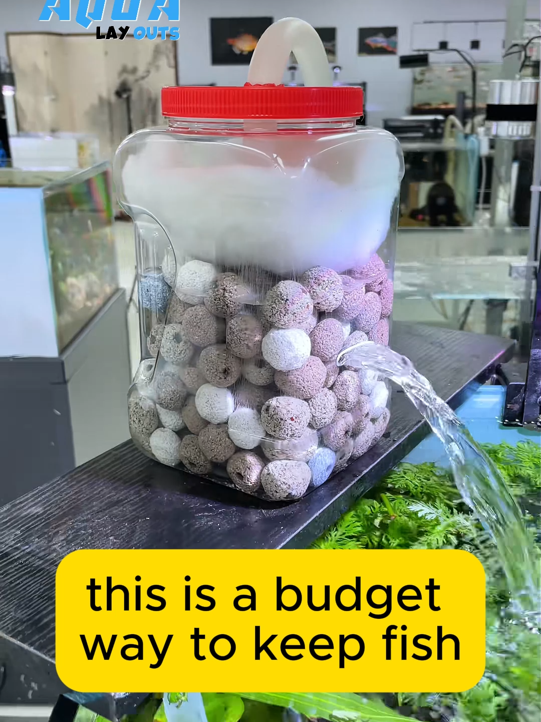 Budget Aquarist Hack#aquarium #viral #fishing #layout #reels #fishlover #aqualover #aquaX #foryou #aquascape #fishtanks #aqualayout #aquariumfish #fishtank