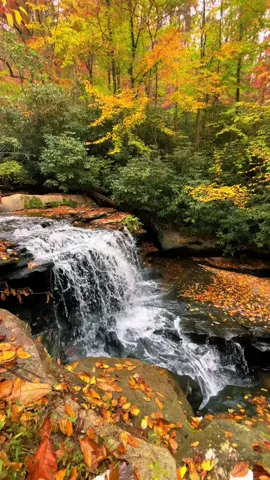 My favorite time of the year! #fyp #nature #westvirginia #chasingwaterfalls 
