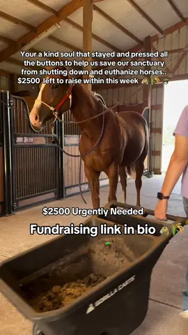 Donate to save our sanctuary please… Your a kind soul that stayed and pressed all the buttons to help us save our sanctuary from shutting down and euthanize horses..$2500  left to raise within this week 🐴 Your a kind soul that stayed and pressed all the buttons to help us save our sanctuary from shutting down and euthanize horses..$2500  left to raise within this week 🐴#horse #fyp #trend #tiktok #Love #fyppppppppppppppppppppppp #page #sad #fypシ 