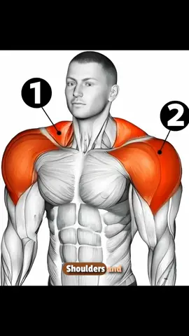 12 Exercises for Bigger Shoulders and Traps | Build Massive Strength, Size, and Definition With Dumbbell and Barbell Workouts at Home or Gym. #Fitnessgoals #quickcardioworkout #gymsquatsmen #totalbodygym #creatorsearchinsights 