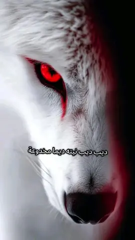 ذيب ذيب نيته ديما مخدوعة#اغنية مغربية#الشعب_الصيني_ماله_حل 