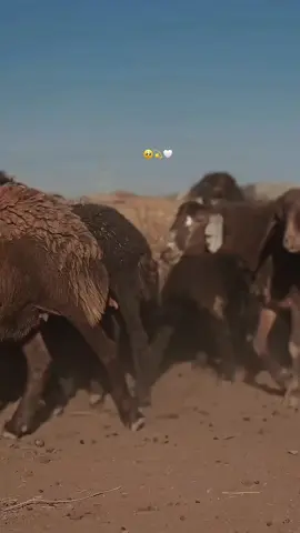 #خواستگاری #عروس 