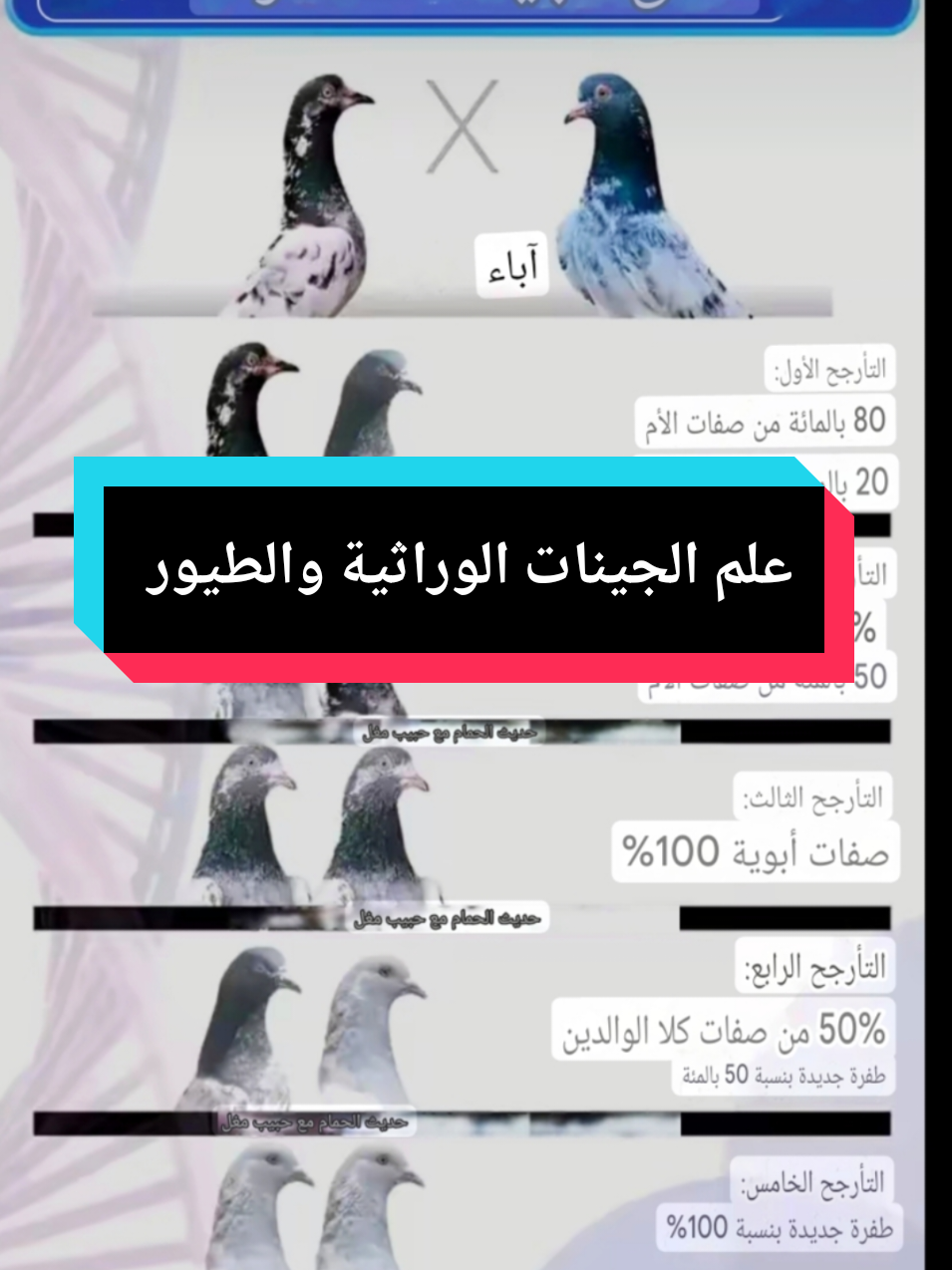 علم الجينات في إنتاج الحمام الباكستاني  #الخزاعي #رائد_الخزاعي #رائد #السعوديه #تيدي_قولدن_حمام_باكستاني_كاسوري_سيالكوت 