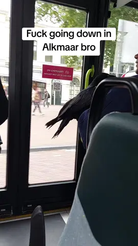 Alkmaarse dierentuin bus go crazy #alkmaar #kraai #fyp 