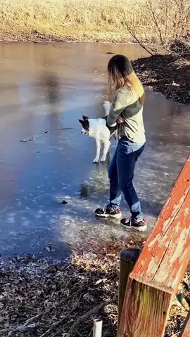 Try not to laugh when you watch 😂😂😂 #funny #dog #animals #funnyvideos #cat 