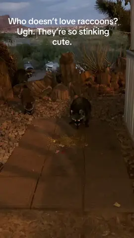 #raccoons #theyresocute #theyresofluffy