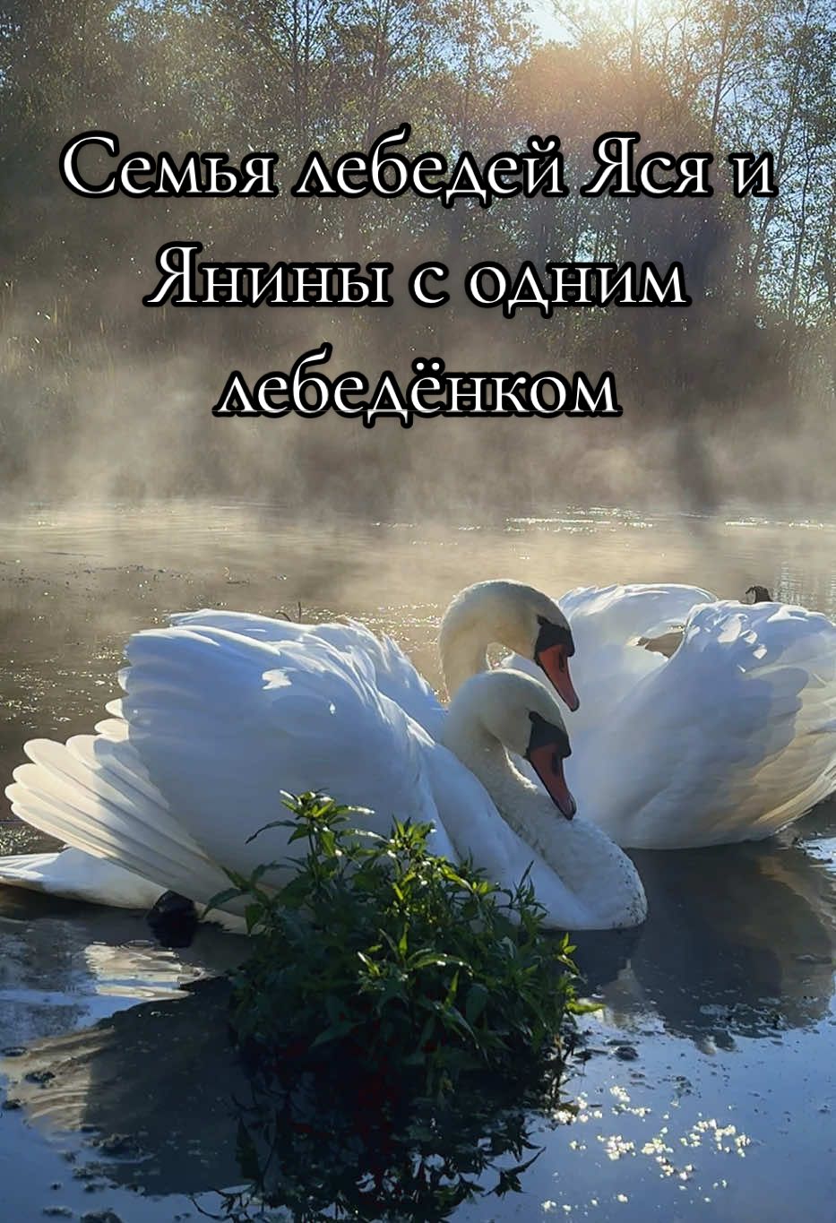 Семья лебедей Яся и Янины с одним лебедёнком вчера ранним утром. #swan #лебедь #семья #Love #лебеди 