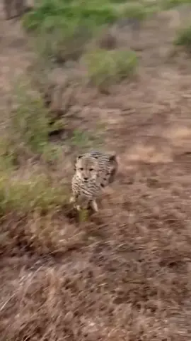 Baby warthog decides to bully three cheetahs..! Kasongo. #cheetah #kenya #viraltiktok #viralvideos #animals 