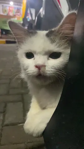 ingusnya adek blubuk-blubuk #kucing #catoftiktok #fylppppppppppppp #catlover 