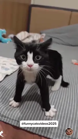 Funny kitten #cat #funnycat #funnyvideos #fyp #pourtoi 