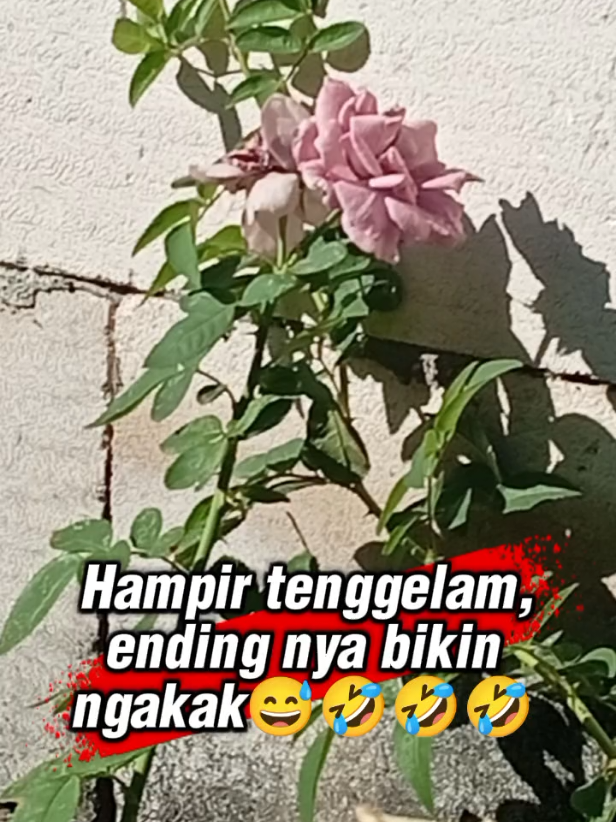 #CapCut #hiburantiktok #janganlupabahagia 