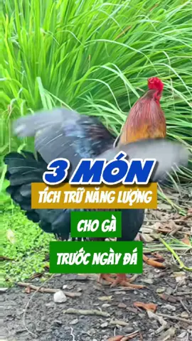 3 món tích trữ năng lượng cho gà trước ngày đ.á #suke #chienke #tiktokgachoivietnam❤️ #toiyeugachoi❤️❤️❤️ #gàchoivietnam🇻🇳 