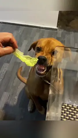 Try not to laugh 😂😂😂 #animals #dog #pet #haha #cat 