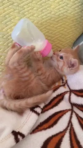 cute 🥰 #cats #cat #cute #fyp 