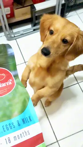 Your fur baby deserves the best! 🐶✨ PetMarra Puppy/Adult Dry Dog Food is packed with natural, grain-free goodness for a happy, healthy pup. 🦴💖 Grab yours now and keep those tails wagging! 🐕🔥 #fyp #PetMarra #dogfood #tiktokfinds #dogsoftiktok 