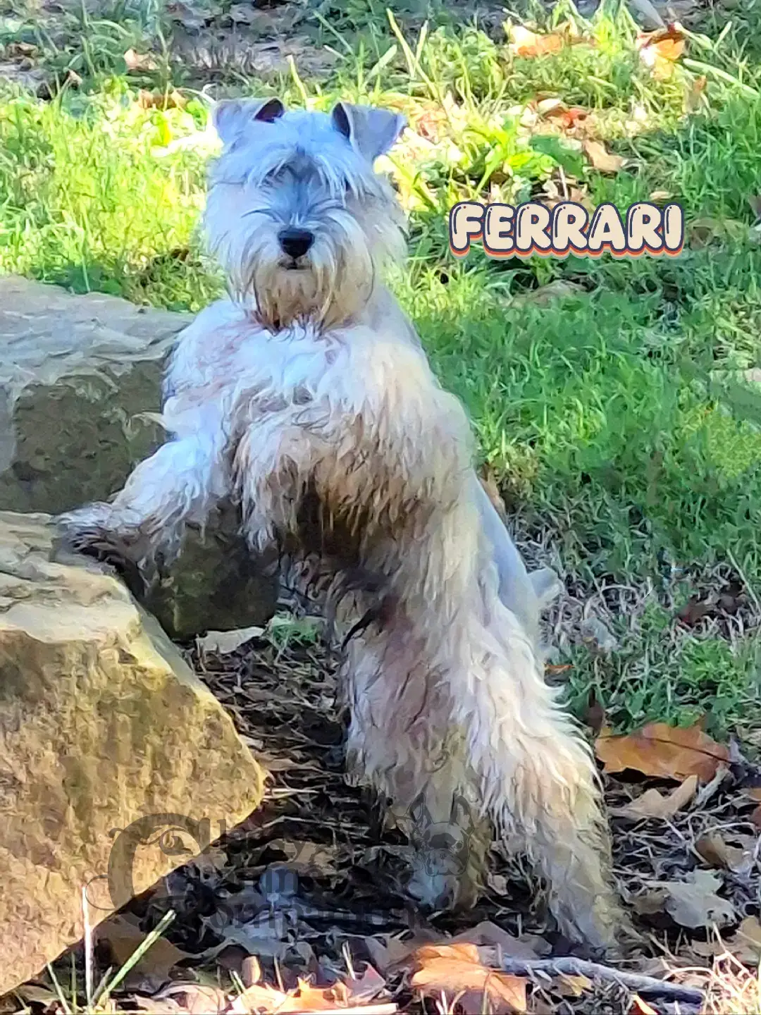 #schnauzer #muddy #dirty #adorable #regal 