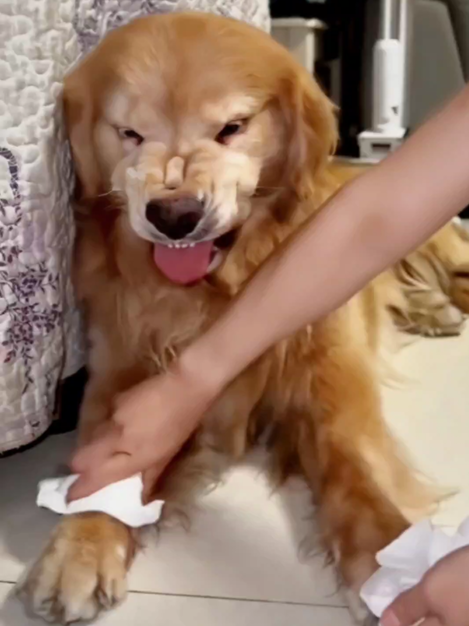 🤣Funny Animals 2025🤣Funny Cats and Dogs video🐱🐶 part-45 #funnyanimalvideos  #funnyanimals #funnyvideos #funnycats #funnydogs 