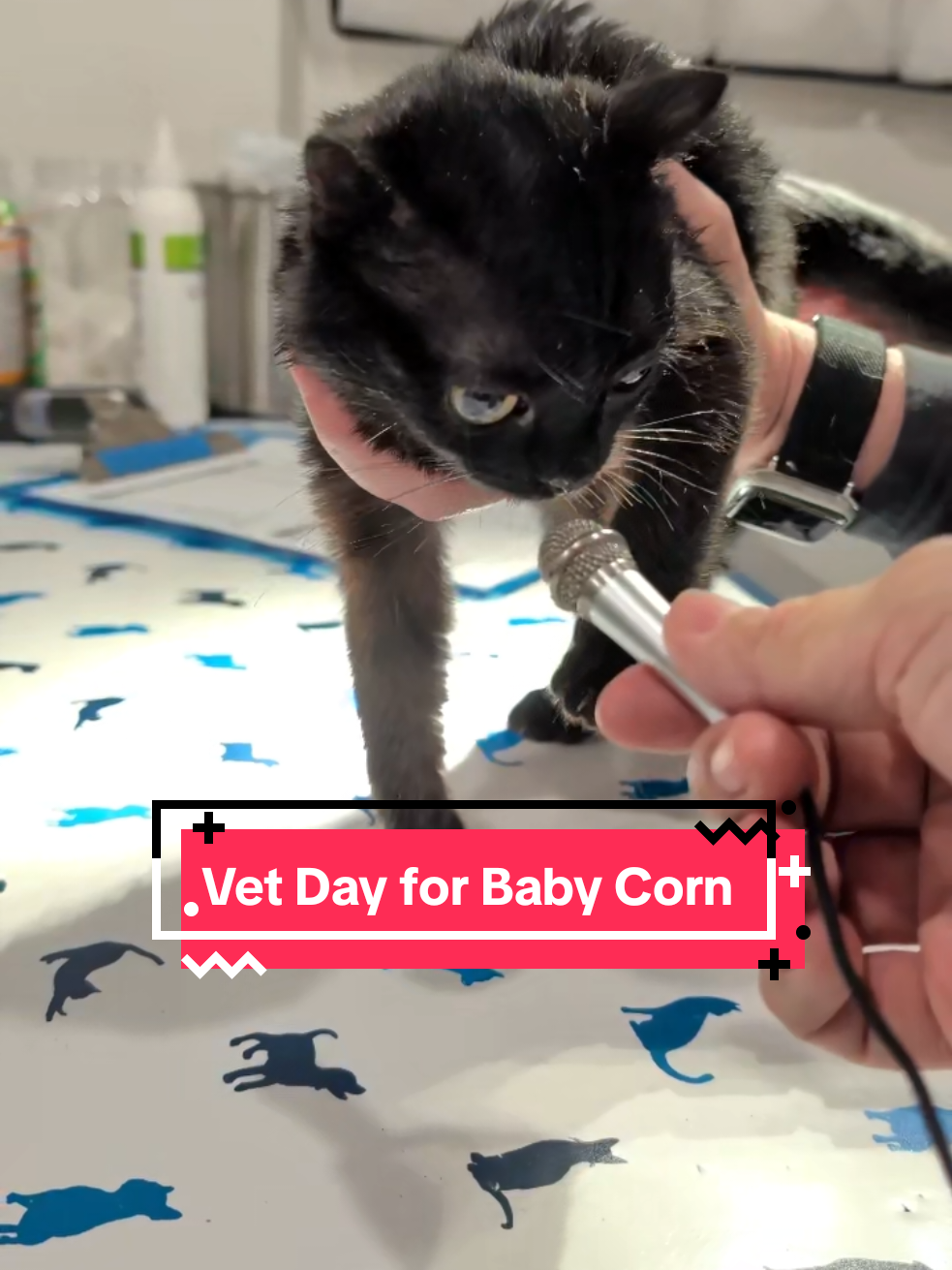 Just another check-in to see if Baby Corn has grown and if he's ready for his neuter. His adult teeth have grown in, but his ears are unchanged. His vet joked that he's looking even more like a cartoon now that his face is getting larger and his ears are staying small. He gave the whole experience a 1-star review. #babycorncat #wobblycat #cerebellarhypoplasia #cat #vetvisit 