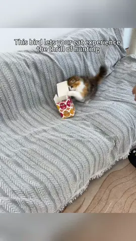 #cattoys #dealsforyoudays #catsoftiktok  #catlovers #cats 