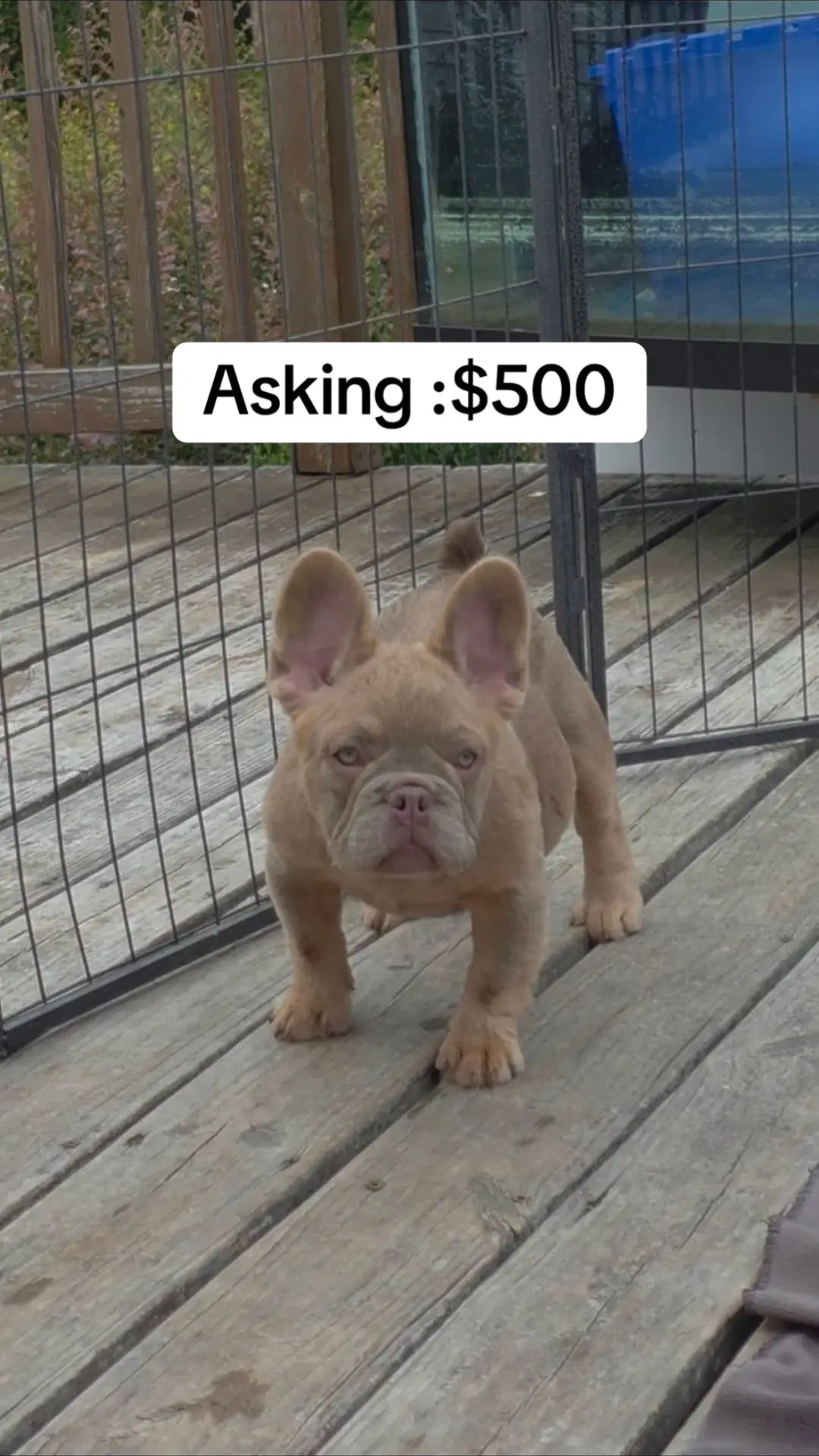 #puppycuteness #loveablepuppies #puppyplaytime