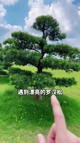 在外面遇到喜欢的罗汉松，如何把它搬回家#罗汉松[话题]# #花卉绿植#上热搜#上热门#长知识 