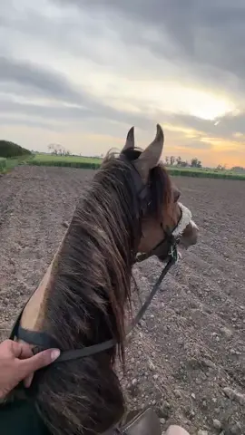 ##fyppp🐎🐎💓🫀🐎🫀🐎