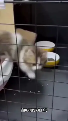Y por qué nadie lo adopta? 😄 