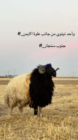 #اكسبلور #لايك #ملتي_مِڼـّي_حياتي🌚💞🦚 #علوة_الايمن غنم الدرع