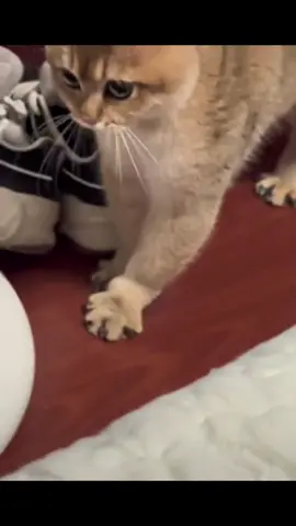 Cats Screaming in a Fight 😹🐾🔥 #catfight #CatsOfTiktok #Funnycats #CatComedy