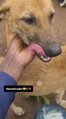 Making a safe world to the Paws through sharing help,support and donations to rescue  more strays from streets to the shelter ! Visit bio and donate through worldremilty for donations. 
