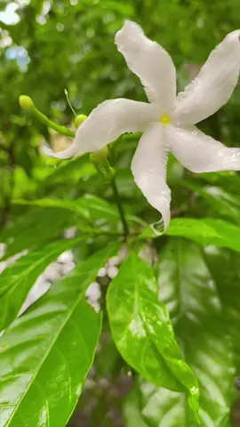#fypシ゚ #loveplants🌿 #folwers💕 #starflowers 