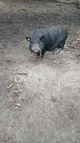 Kennst Du einen Dominik? #dominik  #funnyvideo #schwein  #viral #fyp