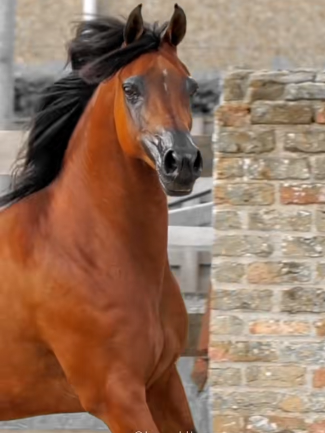 #CapCut اللي مو خيال لا يصعد على الكحيلات#عشق_الخيل_ادمان 