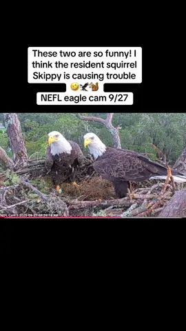 #fyp #nefleaglecam #gabbyandbeau #baldeagle #jackieandshadow 