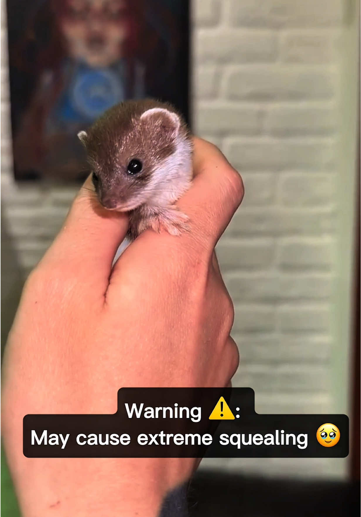 #weasel #cute #ferret #mink #stoat  
