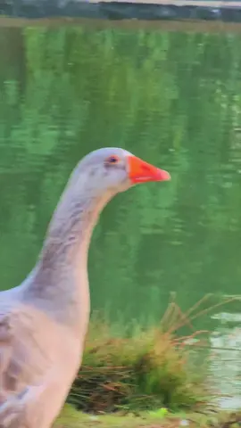 BEAUTIFUL WEATHER 😍 BEAUTIFUL DUCKS🦆🦢♥️  KEEP SUPPORTING INCREASE FOLLOWERS ♥️❤️ #fyp #viral #tiktokdubai #unfrezzmyaccount #viewsproblem 