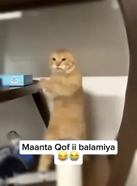 follow  iso dhaha  dee😂😭🙏#funnyvideos #1millionviews #talenttiktok #foryoupage #somalitiktok 