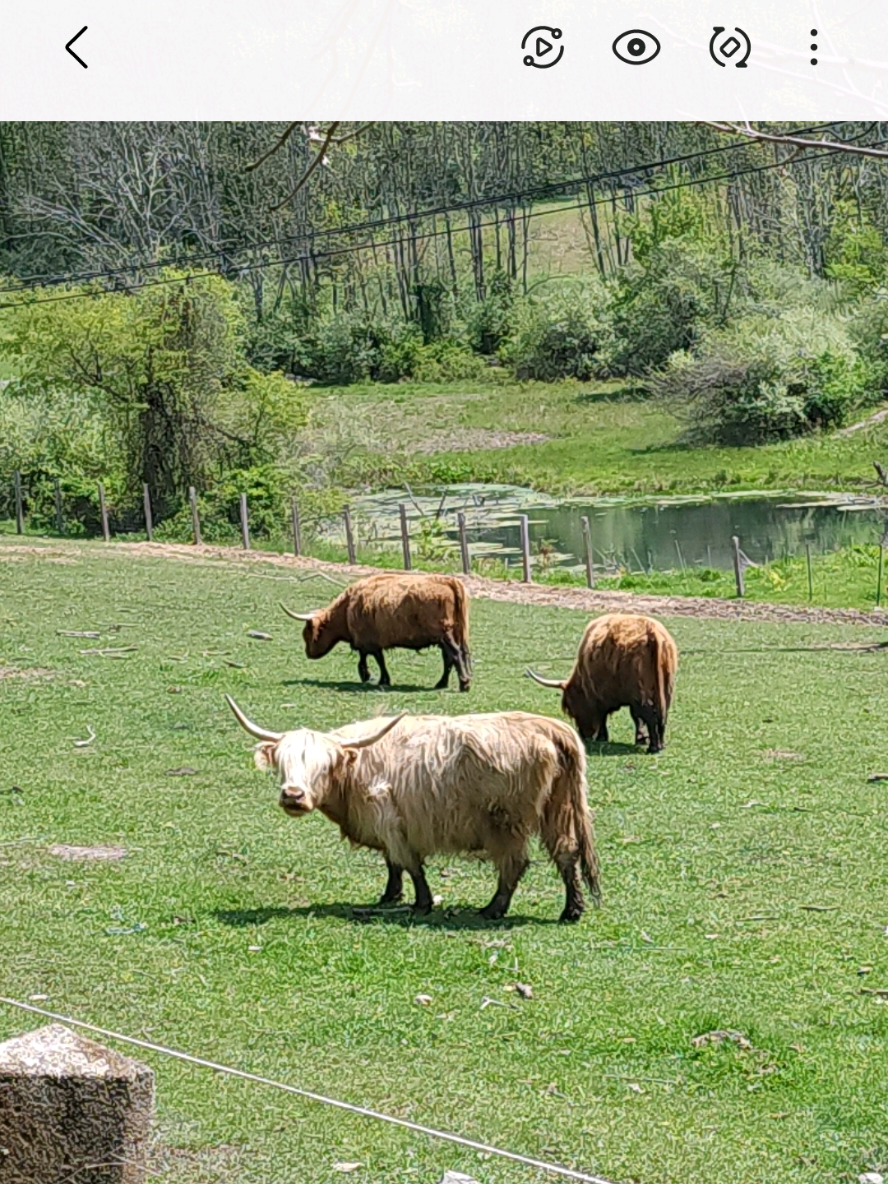 The beauty of old country roads lies in the unexpected. Today, between rolling hills and quiet fields, we came across a herd of highland cows grazing peacefully, completely unbothered by the world around them. Moments like these remind me why I love letting the road decide the journey. Out here, the path doesn’t just take you somewhere. It leaves you with stories to carry home. #countryroads #travelmoments #rurallife #roadtrip #farmanimals 
