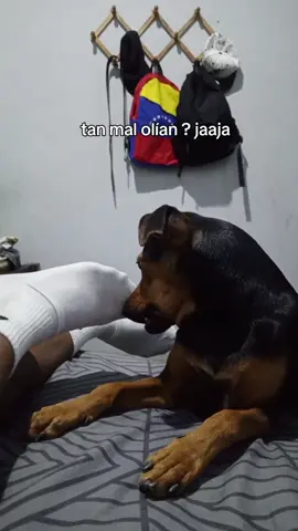 JAJAJAJA #humor #perro 